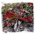 Sarracenia psittacina {orange-pink, Wewahitchka, Florida} / 1 plant, size 8-15 cm