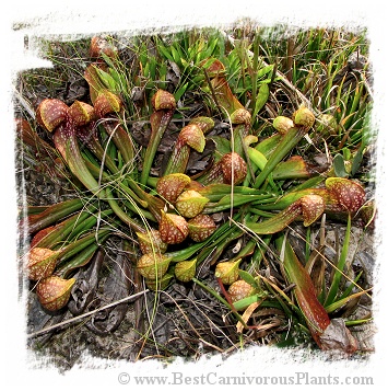 Sarracenia psittacina {dark red giant plant and flower, Yellow River, Florida} / 1 plant, size 5-10 cm