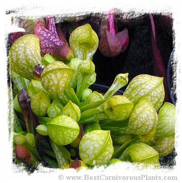 Sarracenia psittacina var. psittacina f. viridescens {Wewahitchka, FLA, USA} / 8-15 cm