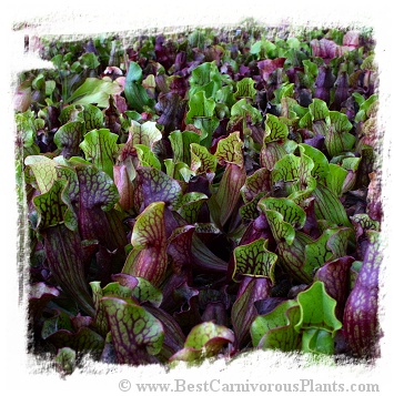 Sarracenia purpurea subsp. purpurea {seedgrown, Burlington Co., NJ, USA} / 6+ plantlets, size 2-3 cm