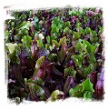 Sarracenia purpurea subsp. purpurea {seedgrown, Monroe Co., Pennsylvania, USA} /  6+ plantlets, size 2-3 cm