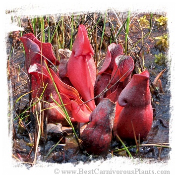 Sarracenia purpurea {Pine Barrens, Burlington Co., New Jersey, USA} [BCP ID# R-S5G] (20s)