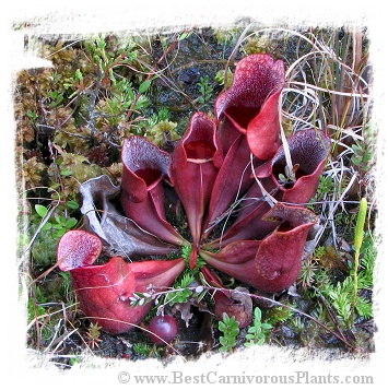 Sarracenia purpurea {Pine Barrens, Ocean Co., New Jersey, USA} [BCP ID# KP33] (25s)