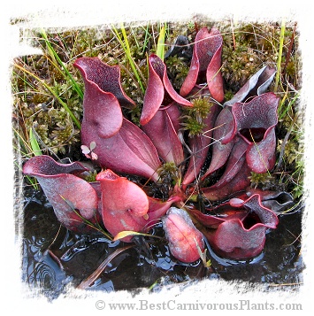 Sarracenia purpurea {Pine Barrens, Burlington Co., New Jersey, USA} [BCP ID# KP34] (25s)