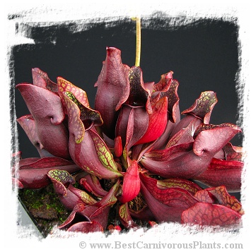 Sarracenia purpurea {introduced 100 years ago, near Geneve, Switzerland} (25s)