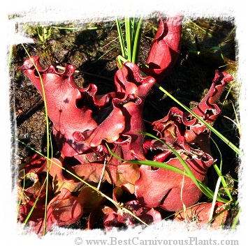 Sarracenia purpurea subsp. venosa {very red and hairy} / 1 adult plant, size 10-15 cm