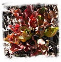 Sarracenia purpurea subsp. venosa {Green Swamp, Brunswick Co., NC, USA} [BCP ID# R-S5D] (15s)