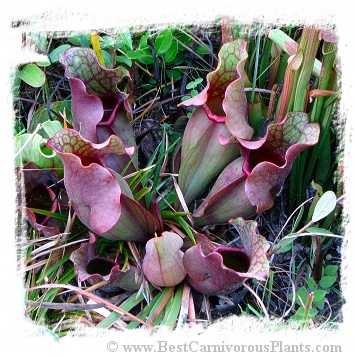 Sarracenia purpurea subsp. venosa  var. burkii (15s)