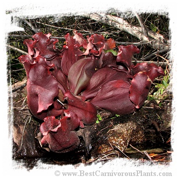 Sarracenia purpurea subsp. venosa {mix of stunning red hairy forms} (15s)