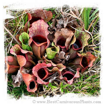 Sarracenia purpurea subsp. venosa  var. burkii (15s)