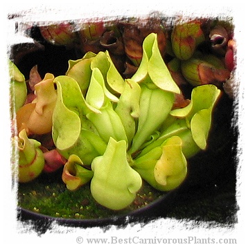 Sarracenia purpurea subsp. venosa {all green form} (10s)