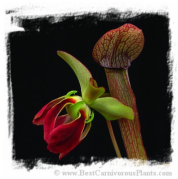 Sarracenia rubra ssp. rubra / size 8-15 cm