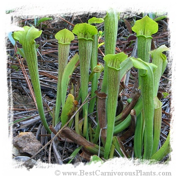 Sarracenia rubra ssp. alabamensis {Autauga Co., Alabama, USA} / 1+ plant, size 8-15 cm