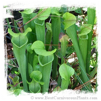 Sarracenia rubra ssp. alabamensis {Autauga Co., Alabama, USA} / 1+ plant, size 8-15 cm