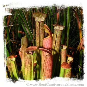 Sarracenia rubra ssp. gulfensis {mix of different forms} (20s)