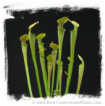 Sarracenia rubra ssp. jonesii {Etowah, North Carolina, USA} / 8-15 cm