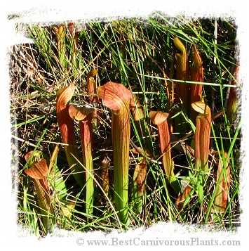 Sarracenia rubra subsp. rubra {Brunswick Co., North Carolina, USA} [BCP ID# R-S1C] (10s)