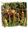 Sarracenia rubra subsp. rubra {Brunswick Co., North Carolina, USA} / 1+ plant, size 8-15 cm