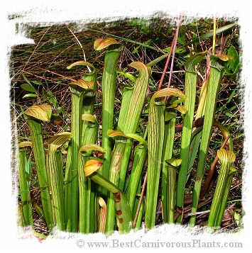 Sarracenia rubra subsp. rubra {mix of different forms} (20s)