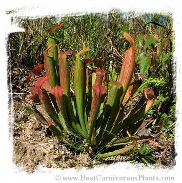 Sarracenia rubra subsp. wherryi {Washington Co., Alabama, USA} [BCP ID# R-S1G] (15s)