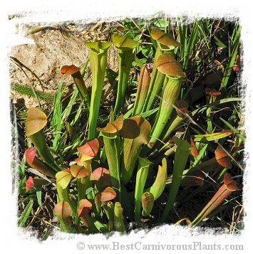 Sarracenia rubra subsp. wherryi {mix of different forms} (20s)