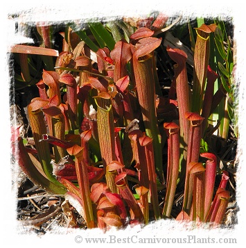 Sarracenia rubra ssp. wherryi {R-S1G, Washington Co., AL} / 8-15 cm