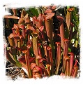 Sarracenia rubra ssp. wherryi {R-S1G, Washington Co., AL} / 8-15 cm