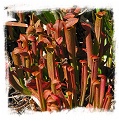 Sarracenia rubra ssp. wherryi {Chatom Giant, Washington Co., Alabama, USA} / 1+ plant, size 8-15 cm