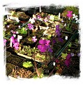 Pinguicula spec. Mexico {mix of species and hybrids} 