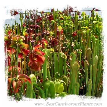 Mixture of various Sarracenia and hybrids