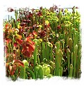 Mixture of frost-resistant Sarracenia for outdoor cultivation