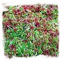 Living Red Sphagnum Moss