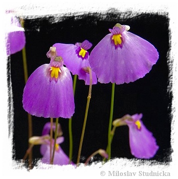 Utricularia aff. beaugleholei {Topperwein near Penda, SE of South Australia}