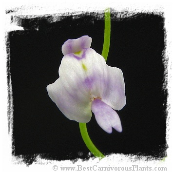 Utricularia aff. livida {Marojey, Madagascar}