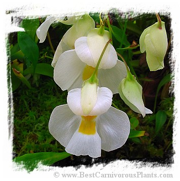 Utricularia alpina