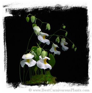 Utricularia alpina {giant, Henry Pittier NP, Venezuela}