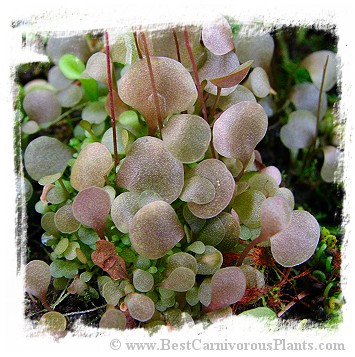 Utricularia amethystina {pink flw.}