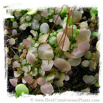 Utricularia amethystina {pink flw.}