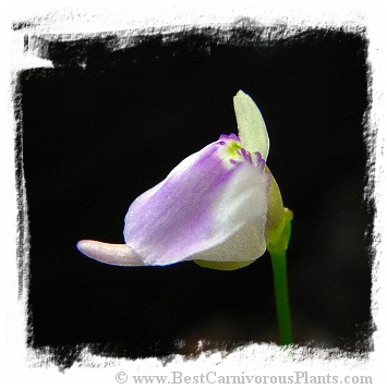 Utricularia arenaria (15s)