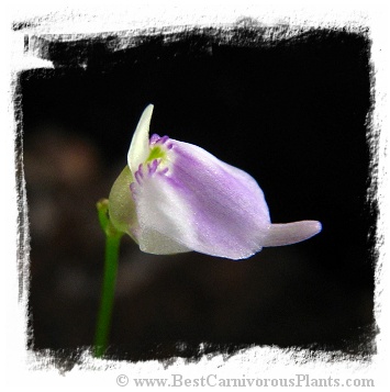 Utricularia arenaria (15s)
