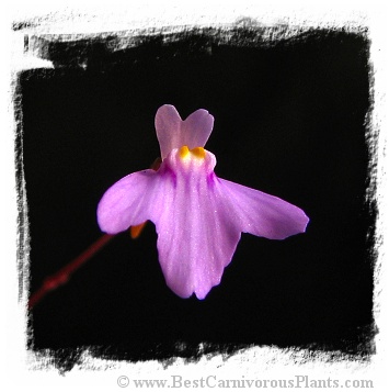 Utricularia arnhemica {Prince Regent River, Kimberley, NT, Australia}