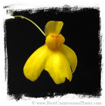 Utricularia aureomaculata {Aparaman Tepui}