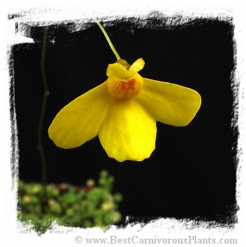 Utricularia aureomaculata {Ptari Tepui, Venezuela}