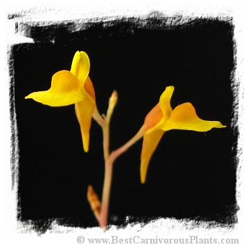 Utricularia bifida {near Mersing, Johor, Penisular Malaysia} (20s)