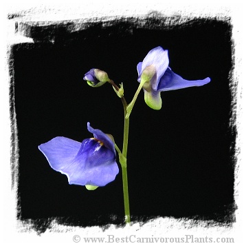 Utricularia biloba