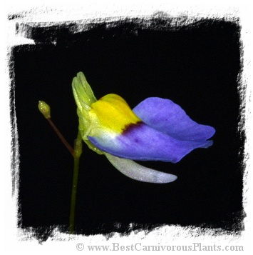 Utricularia bisquamata {Table Mountain, SA}