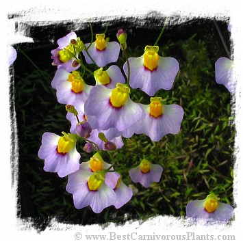 Utricularia bisquamata {Bettys Bay} 