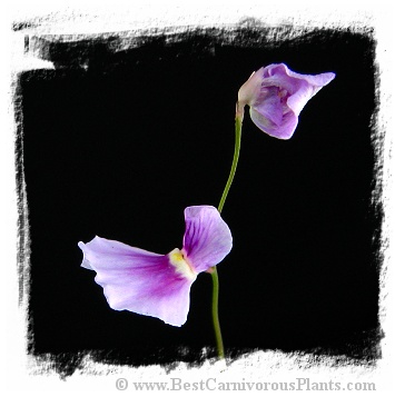 Utricularia blanchetii {pink flower, Lencois, Brazil}