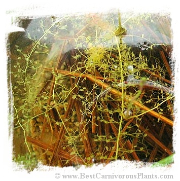 Utricularia bremii {Czech Rep.} / 5+ plants