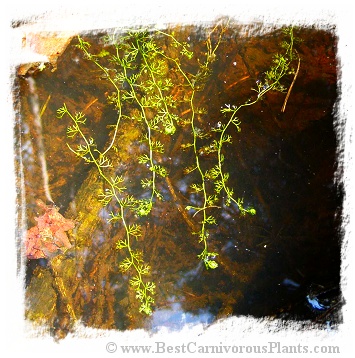Utricularia bremii {Czech Rep.} / 5+ plants